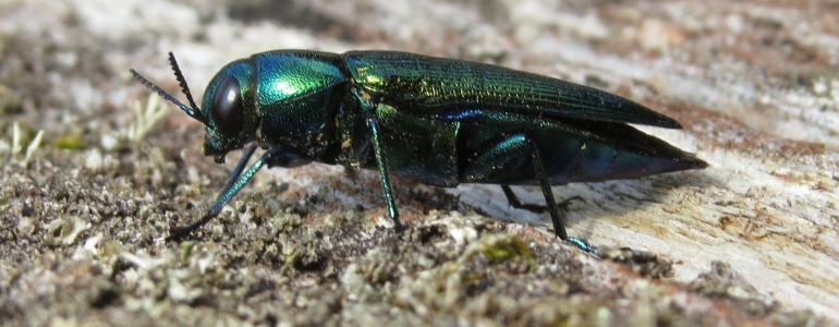 Kovově lesklý brouk krasec dubový.