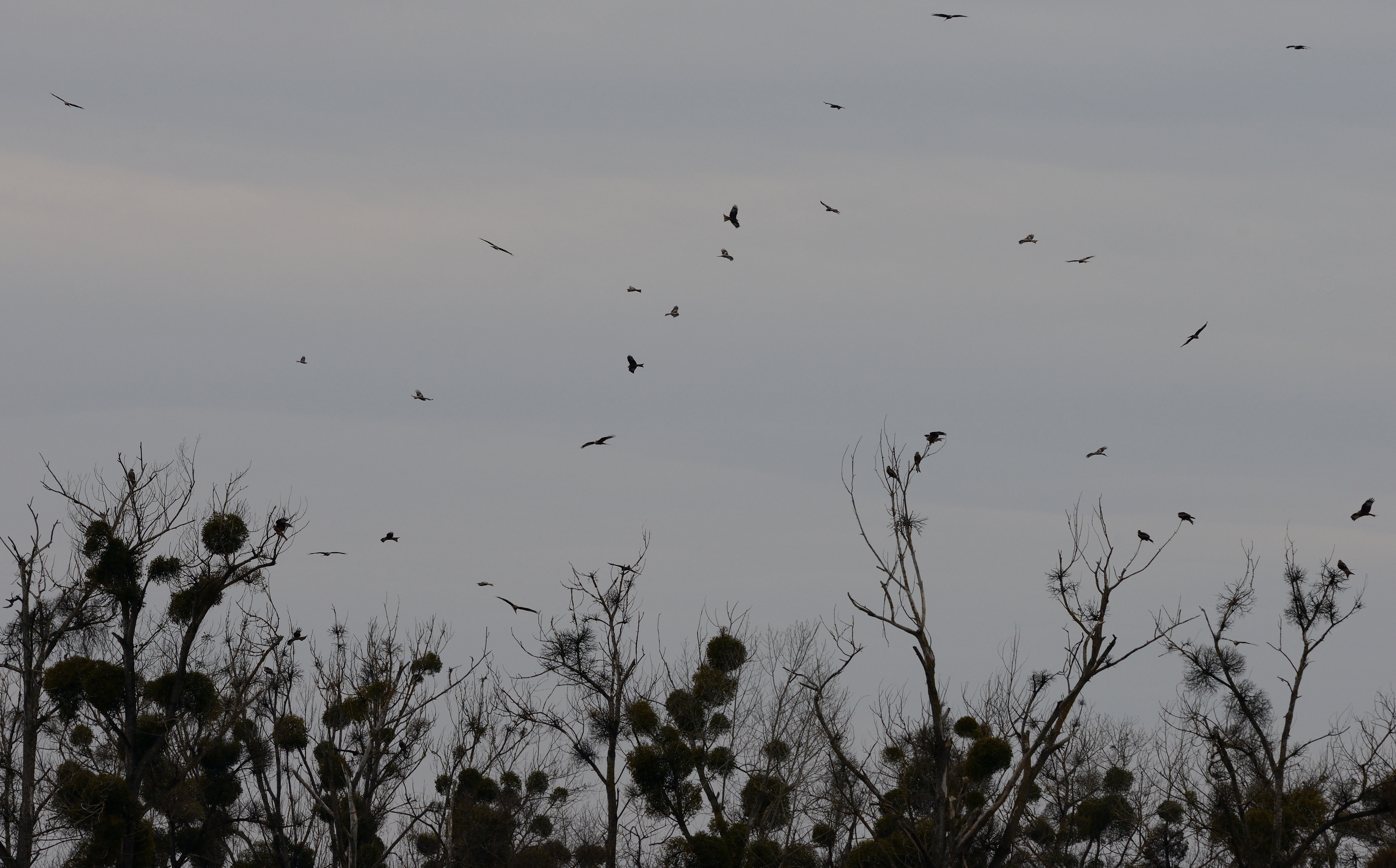 Hejno luňáků červených kroužící nad hromadným nocovištěm