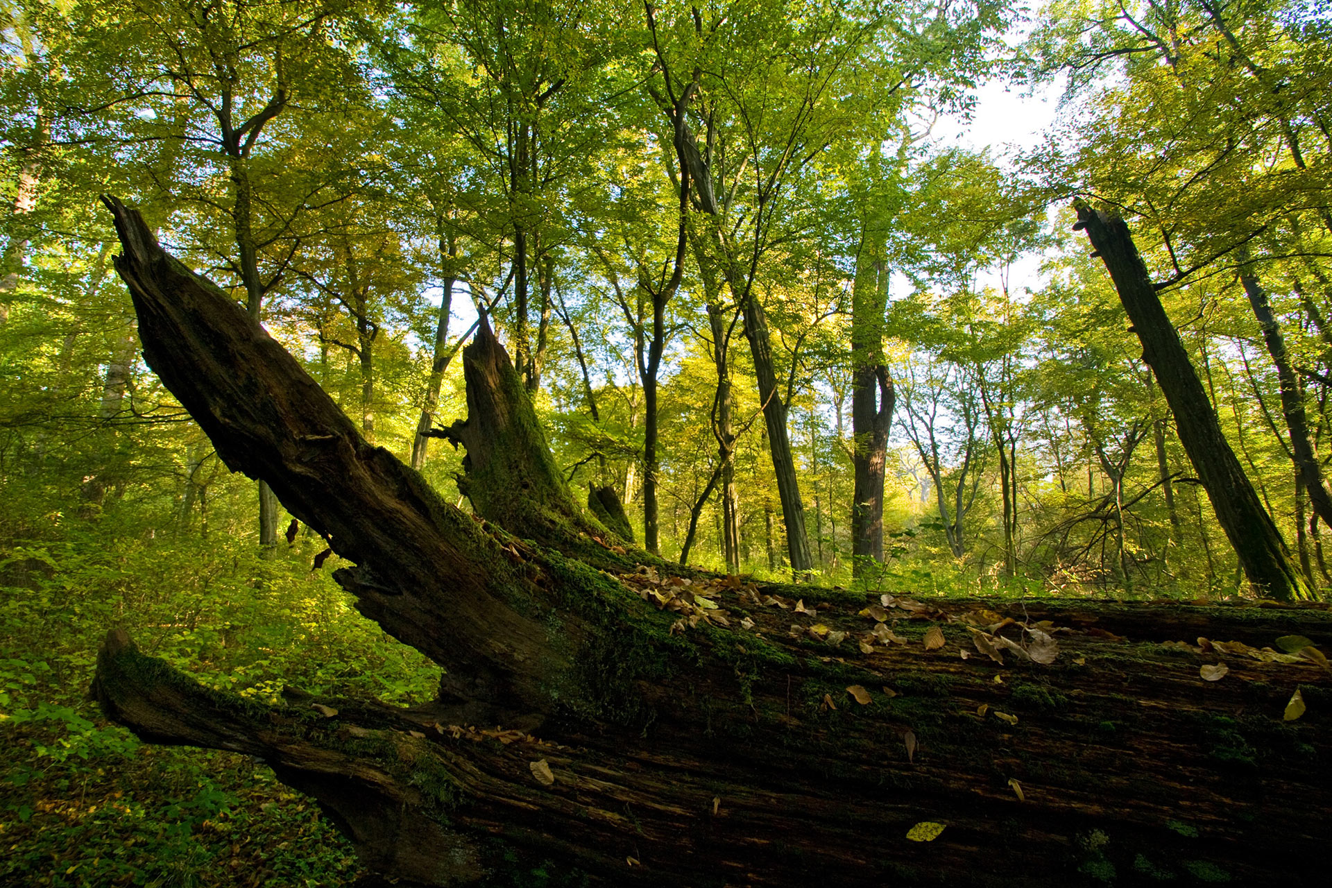 Umírající solitéry na Soutoku