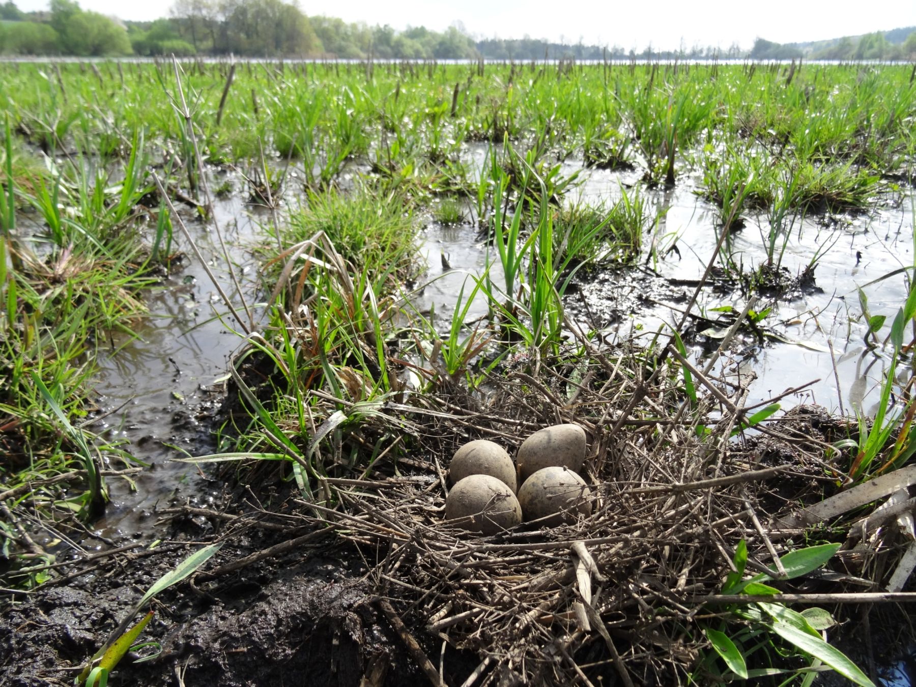 Hnízdo čejky chocholaté