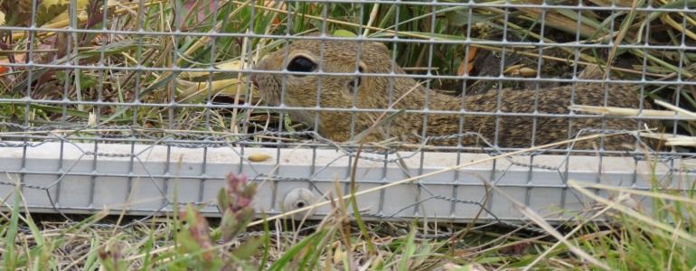 Sysel před vypuštěním