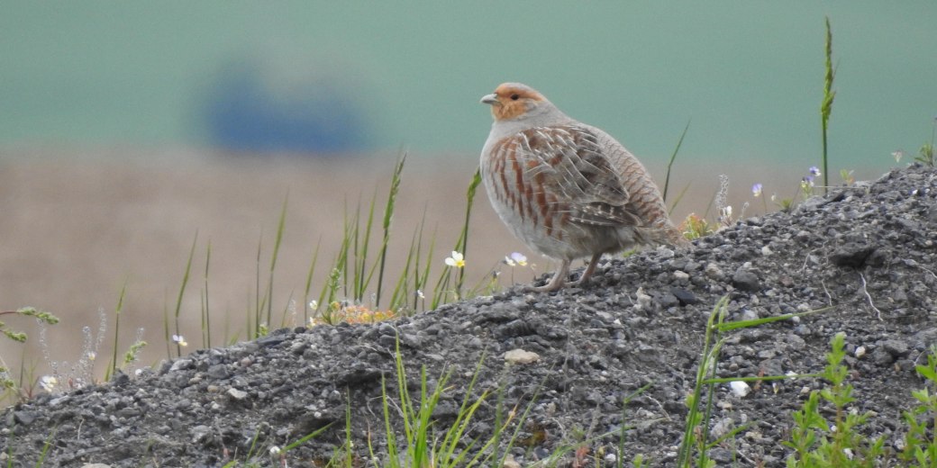 Koroptev polní na haldě.