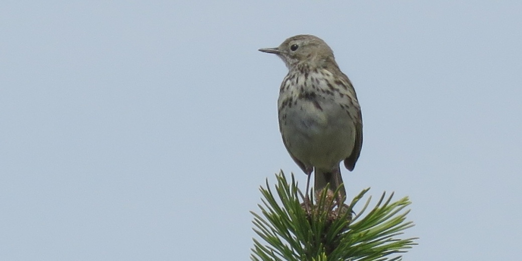 Linduška luční sedí na špici smrku.