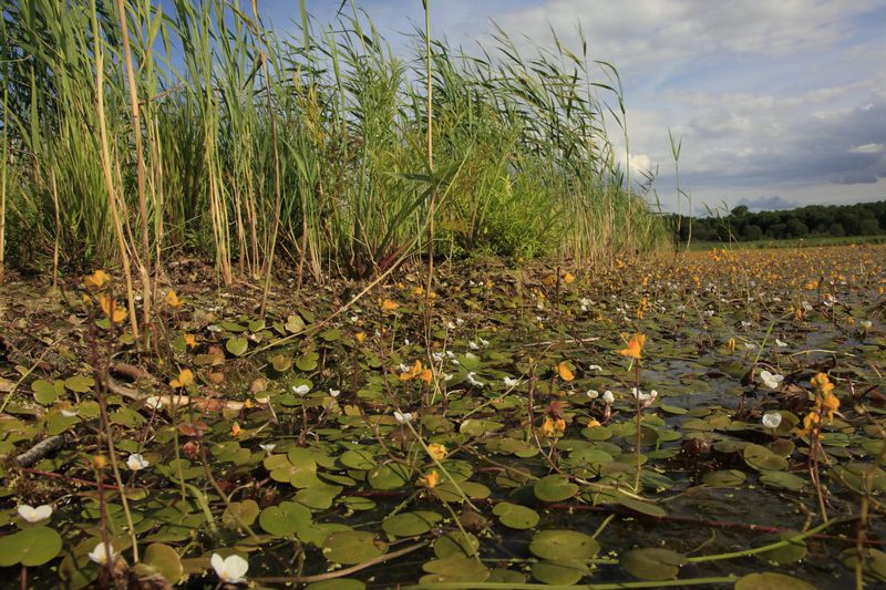 Dokončení revitalizace Bohdanečského rybníka.