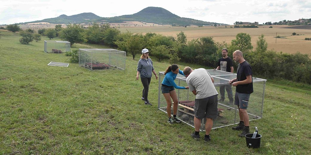 Příprava vypouštěcích ohrádek na lokalitě Hliniště v CHKO České středohoří.