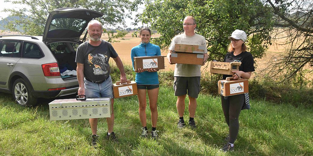 Vypouštění syslů v PP Syslí louky u Loděnice.