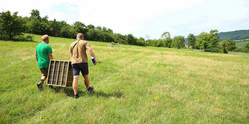 Vypouštění syslů v PP Syslí louky u Loděnice.
