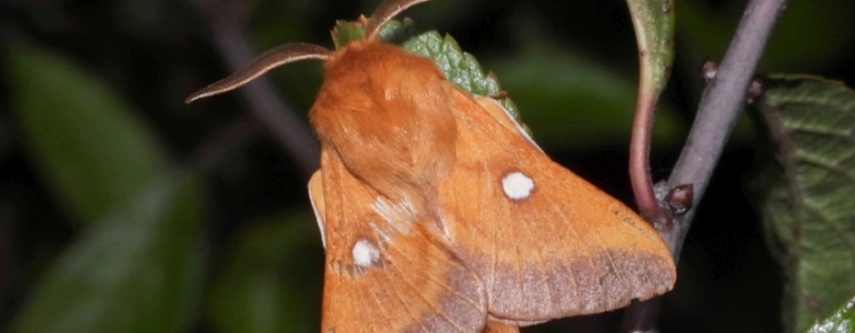 the eastern eggar moth (Eriogaster catax)
