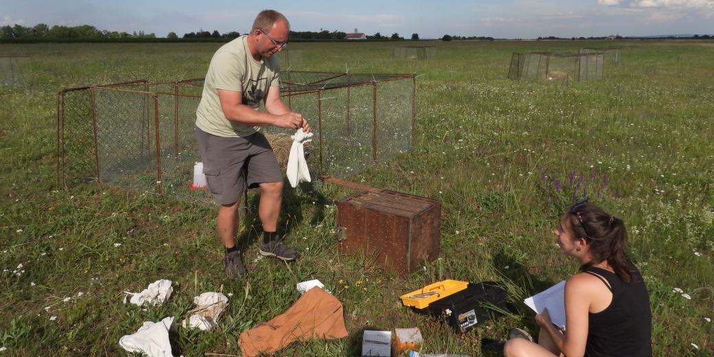 Před samotným vypuštěním ochránci přírody zjišťují váhu všech syslů.