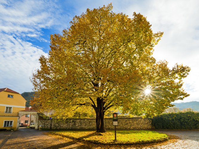 Lípa u hrobky, Mikulov.