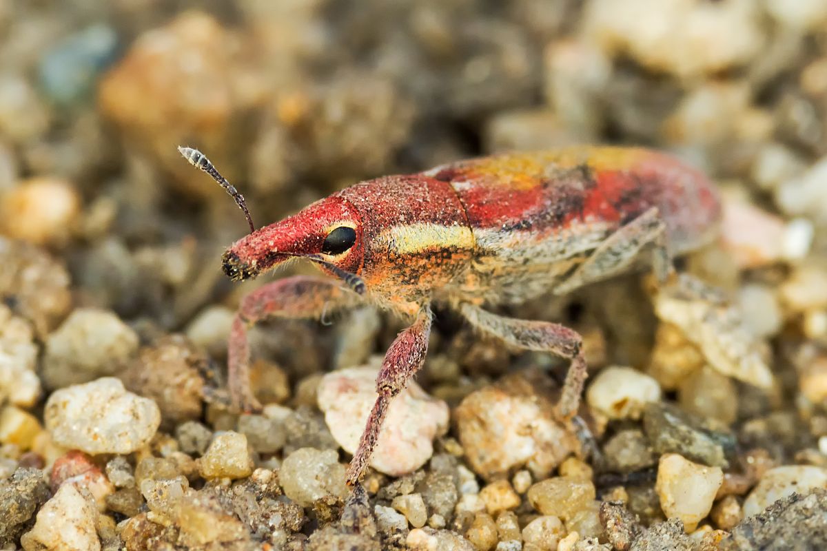 Rýhonosec Lixus vilis.