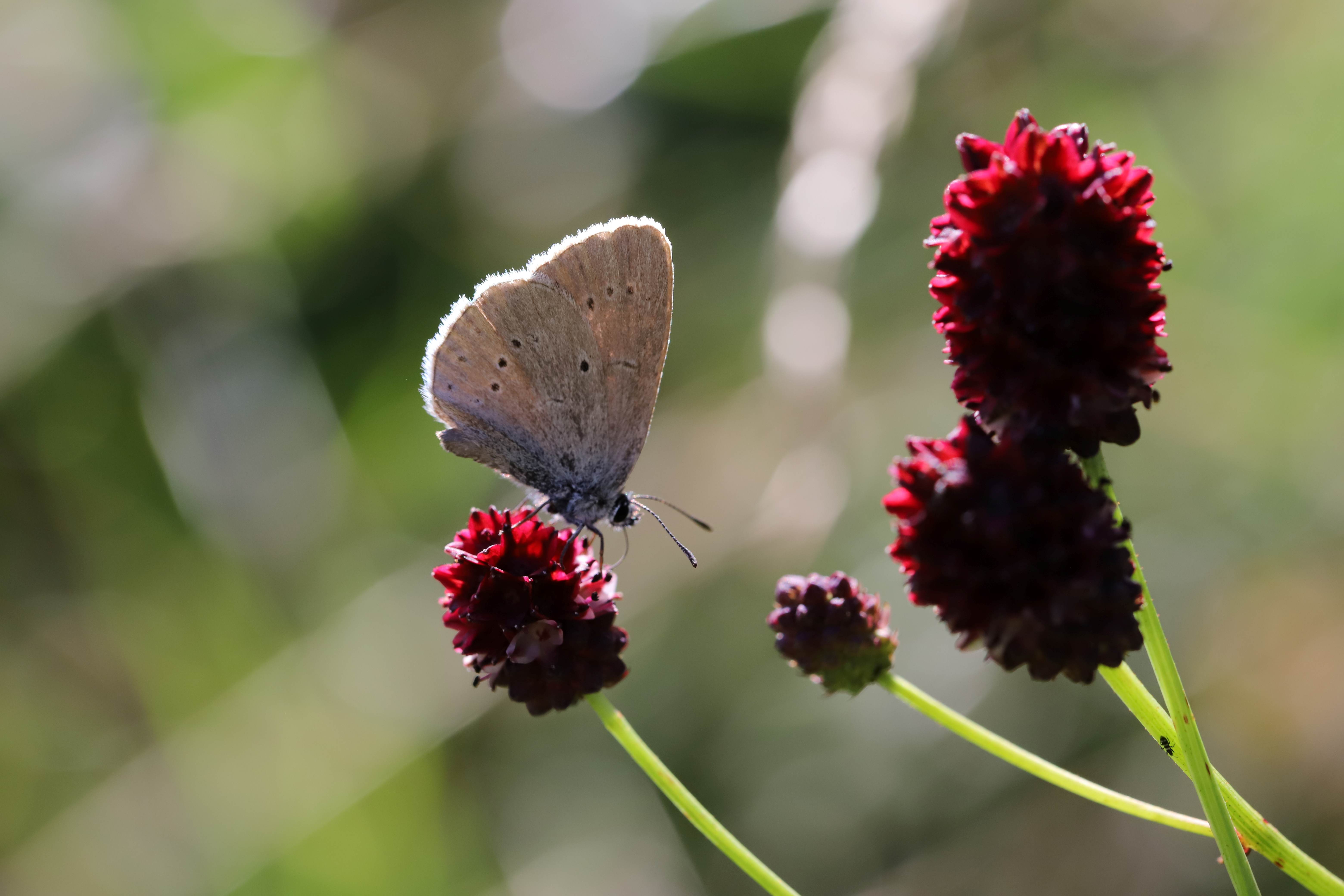 modrásek bahenní na krvavci