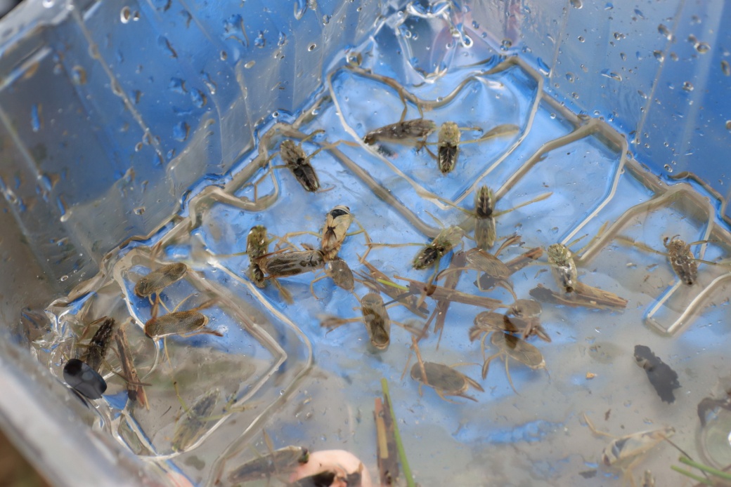 Znakoplavky v plastové krabičce.