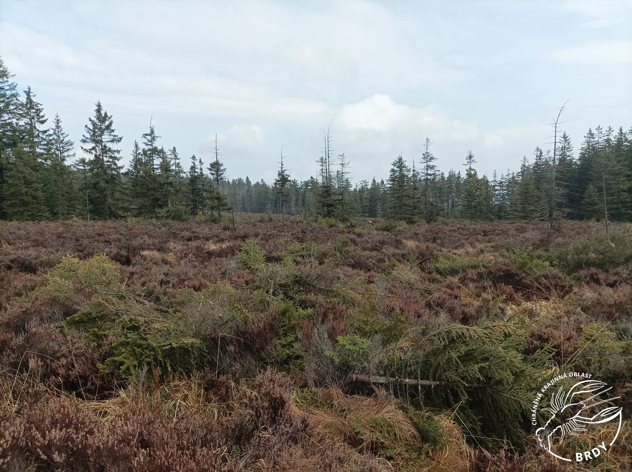 Vyřezaný smrkový nálet ve vřesovišti na dopadové ploše Tok.