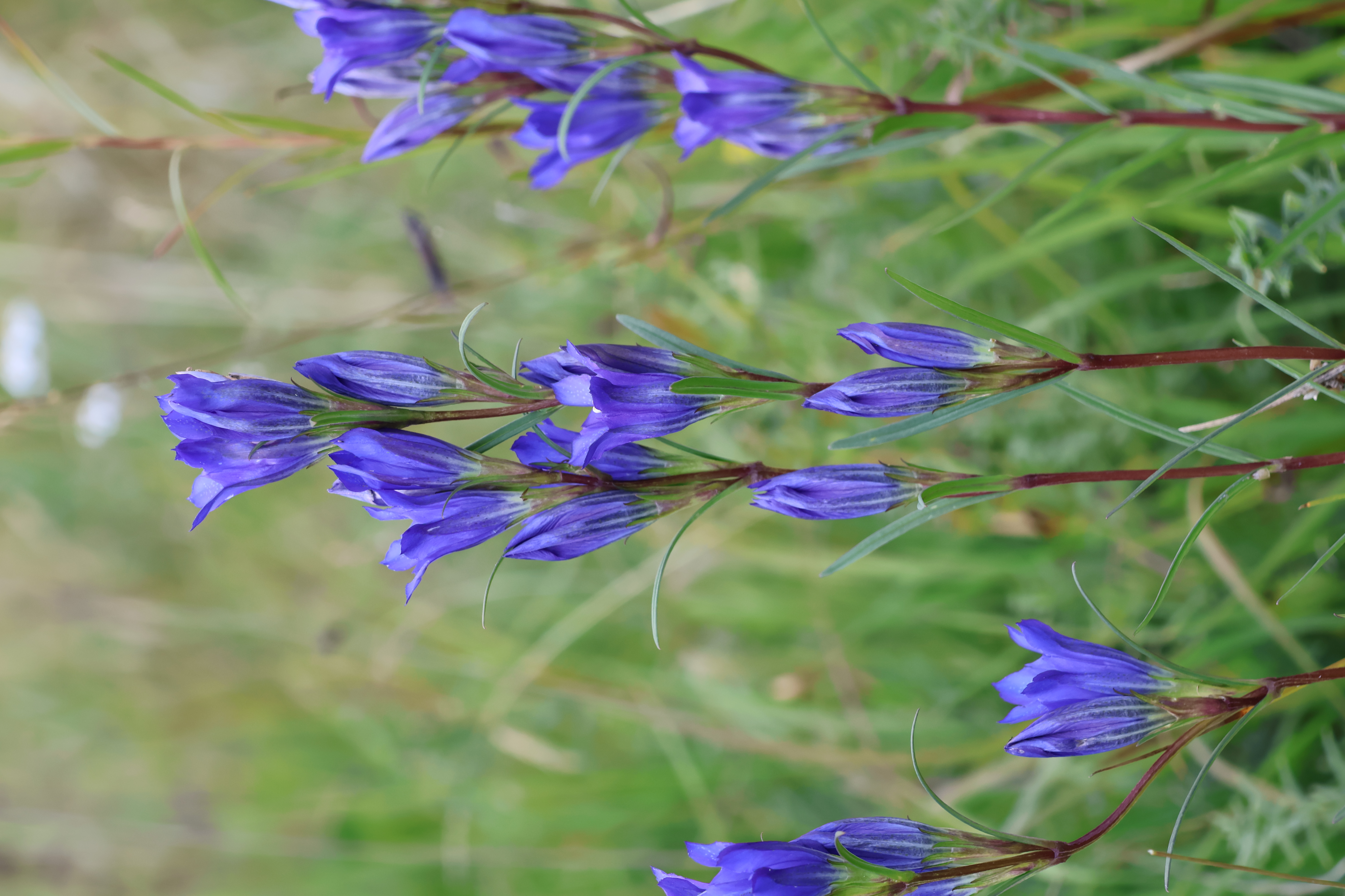 hořec hořepník v květu, foto Kašparová