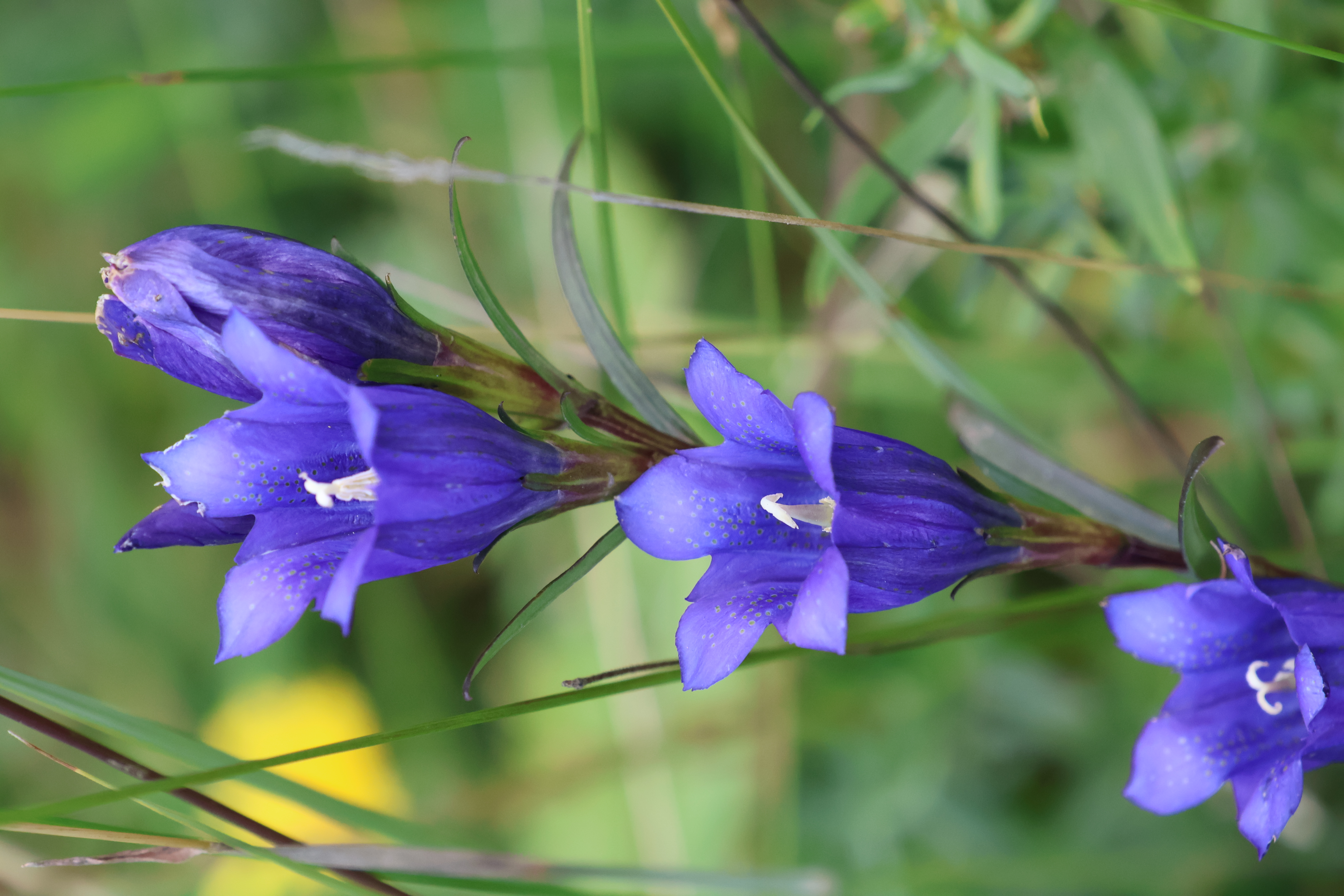 hořec hořepní v květu, foto Kašparová