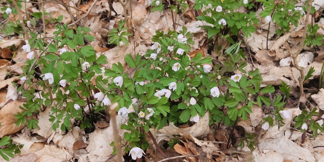 Zapalice žluťuchovitá, foto František Pelc