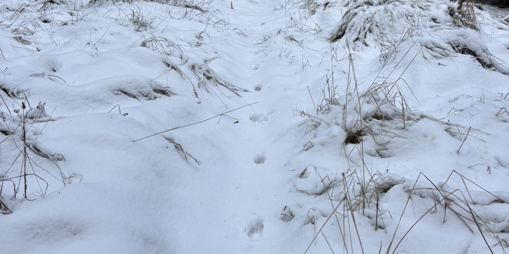 Řada vlčích stop ve sněhu.