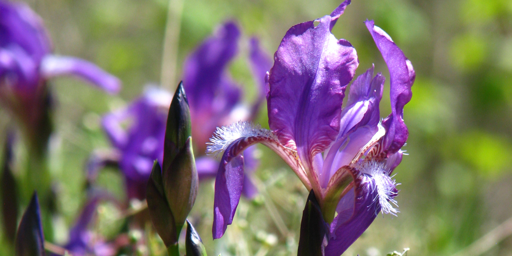 Velký fialový květ kosatce bezlistého.