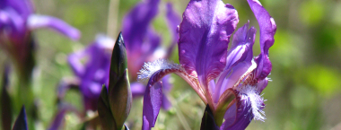 Vycházka za kosatci