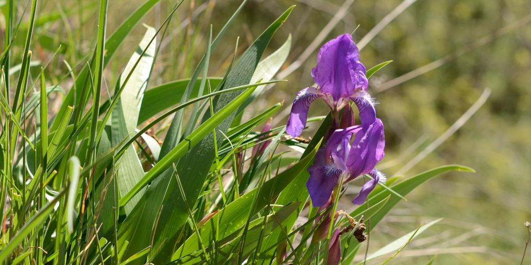 Fialově kvetoucí kosatec bezlistý.