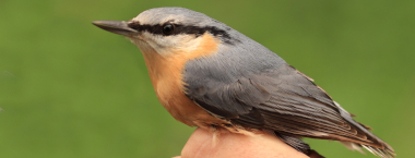 Vítání ptačího zpěvu na levém břehu Vltavy