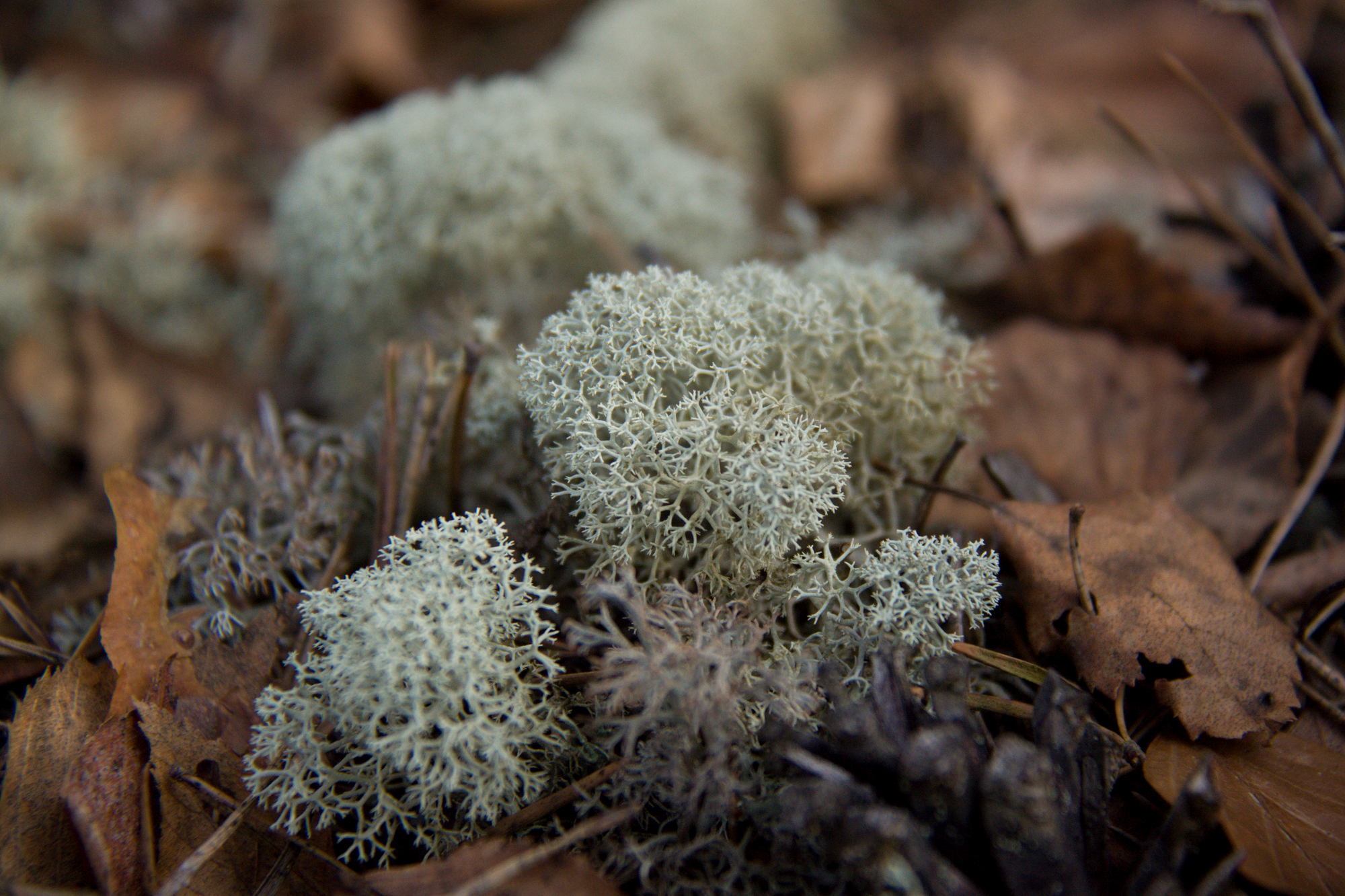 Cladonia na Kokořínsku.