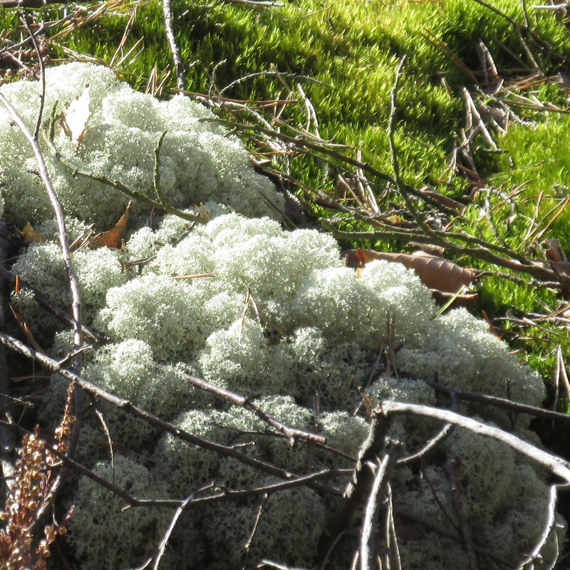 Cladonia na Kokořínsku.