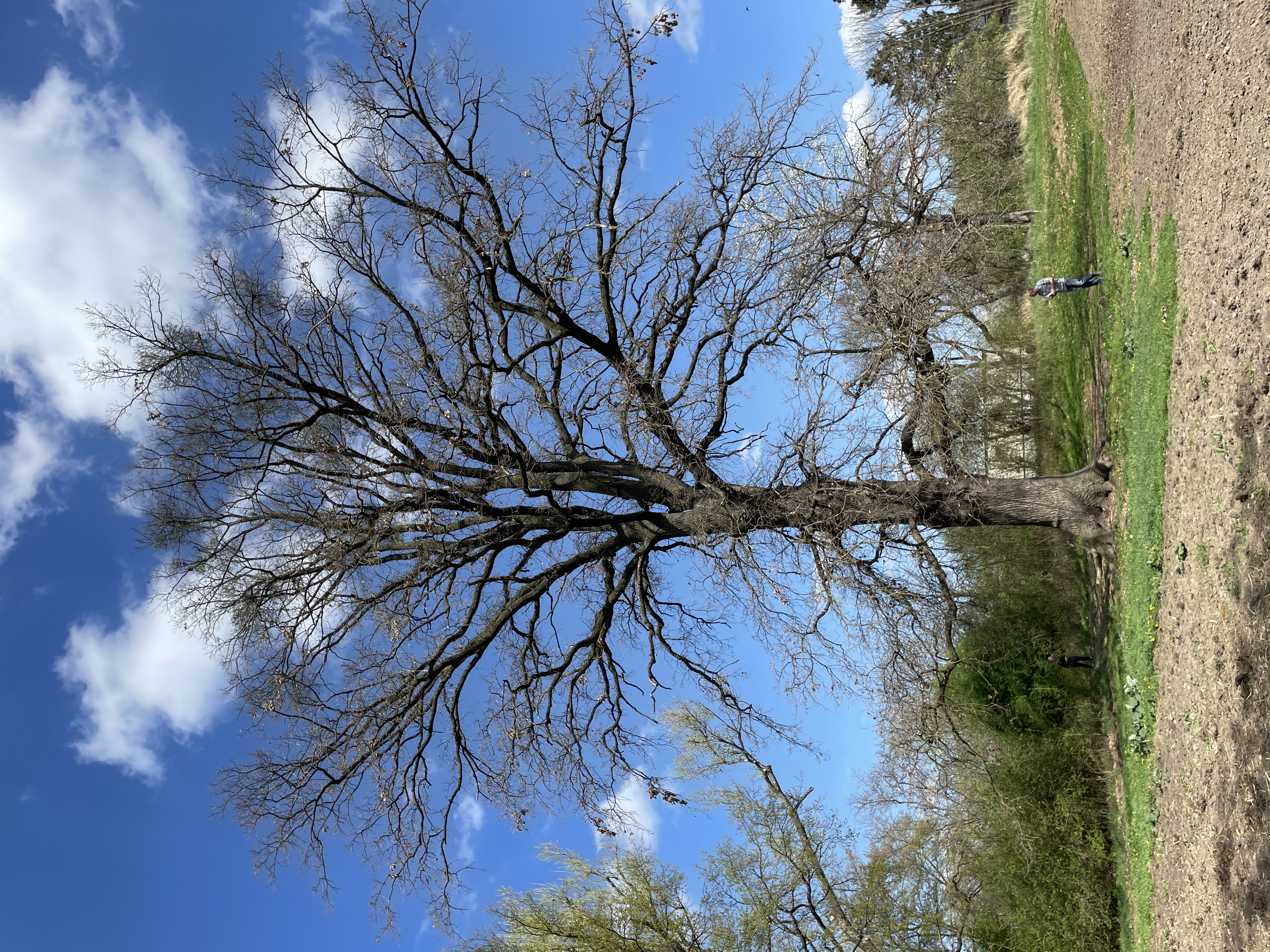 Pohled na Novákův dub.