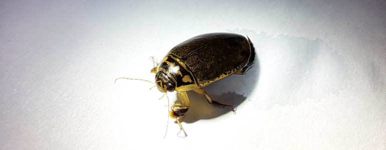 příkopník rýhovaný