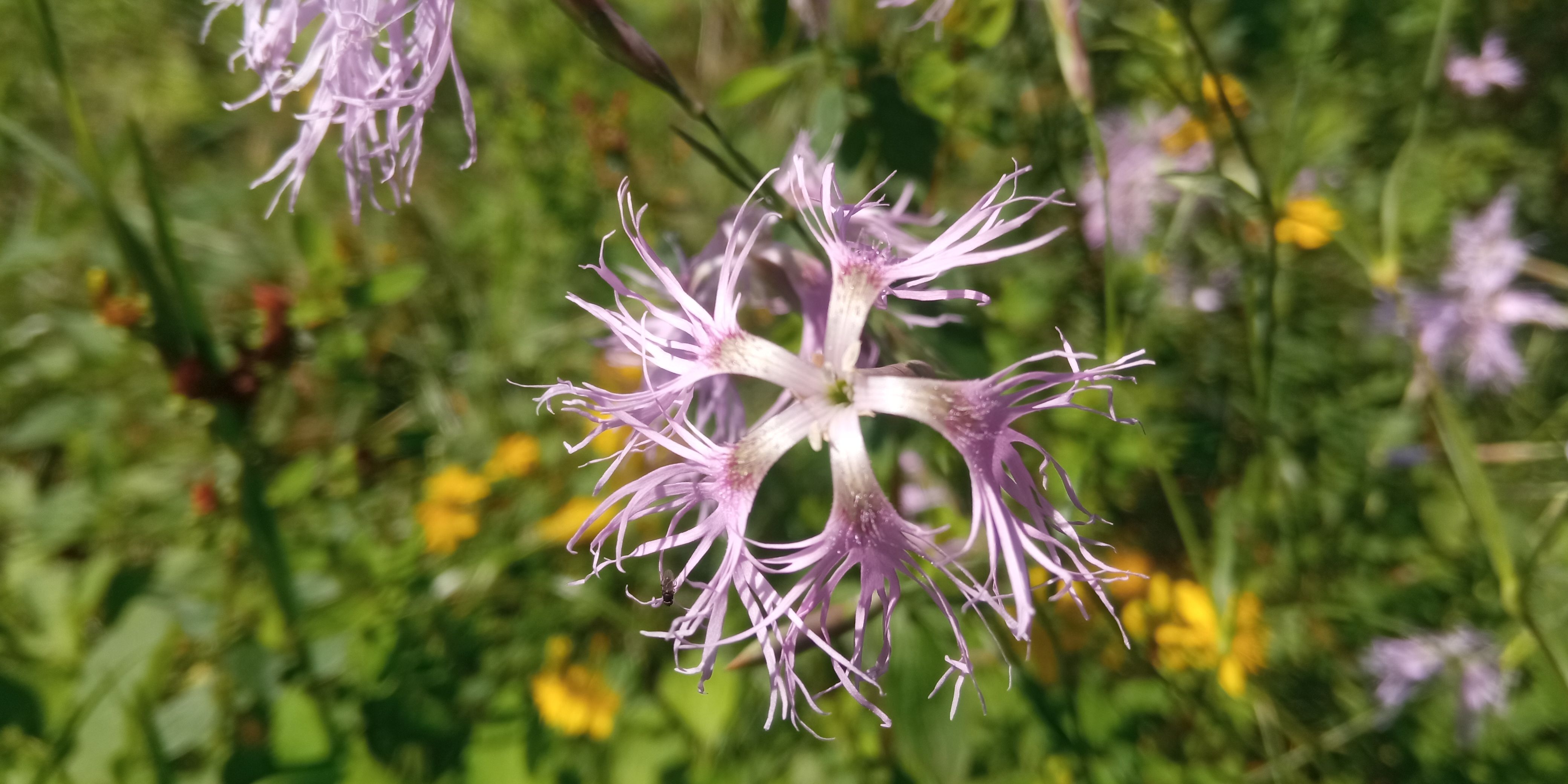 hvozdík pyšný_1040x520 _Petra Svobodová