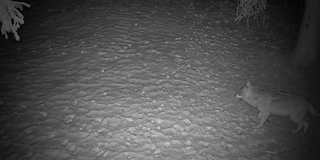 Vlk obecný snímaný fotopastí