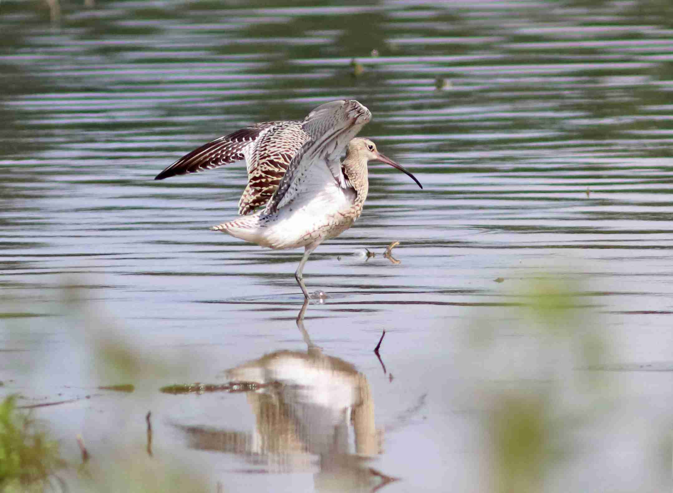 (J. Neudert): Opakovaně jsou zde pozorovány 1 až 2 kolihy velké (Numenius arquata).