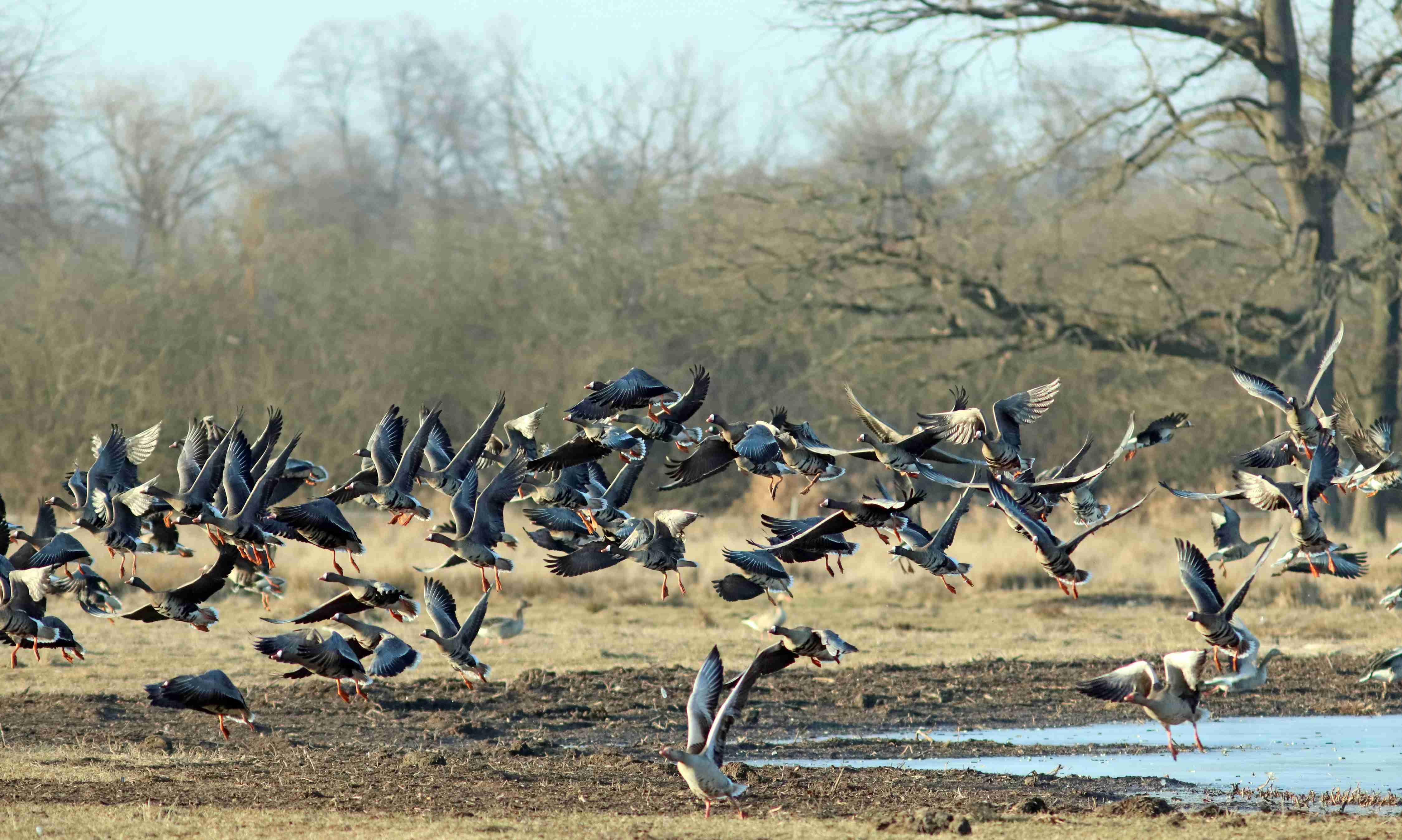 (J. Neudert): Husy běločelé (Anser albifrons) a husy velké (Anser anser).