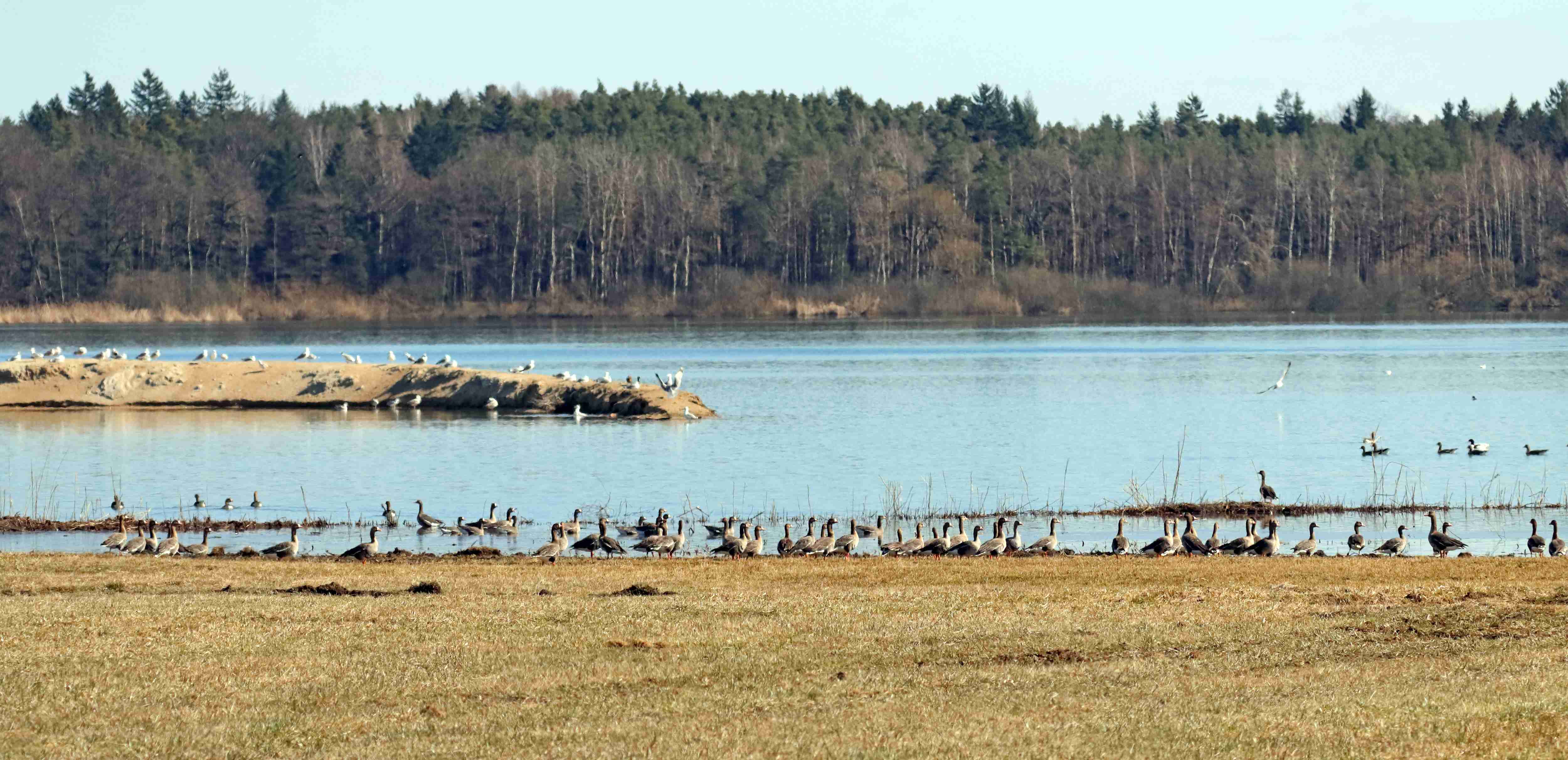 3 (J. Neudert): Ještě než na jaře odletěly husy běločelé (Anser albifrons) a tundrové (Anser serrirostris) do hnízdišť na sever, pobývaly na novém stanovišti v hojných počtech společně s husou velkou (Anser anser).