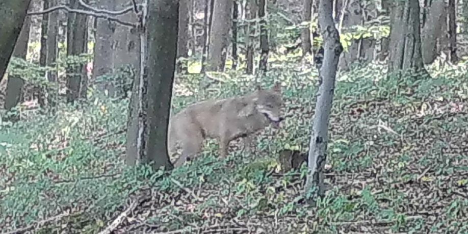 Vlk obecný zachycený fotopastí v lese železných hor.