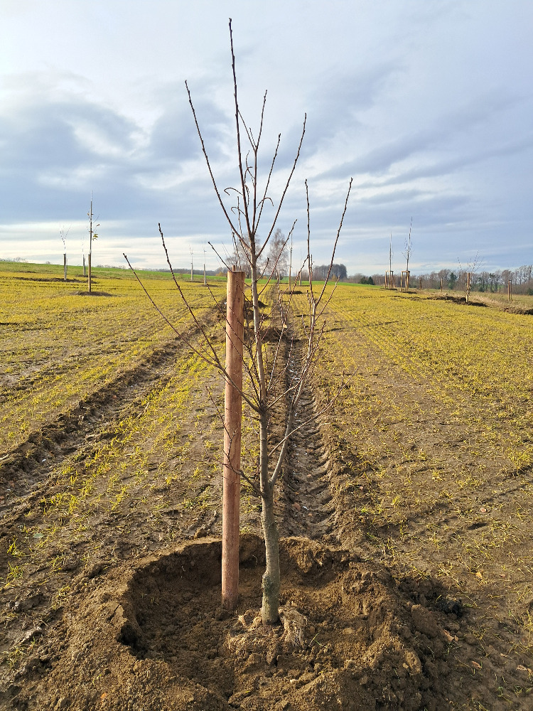Stromek pocházející geneticky z původní Kaštanky, foto Veronika Čermáková