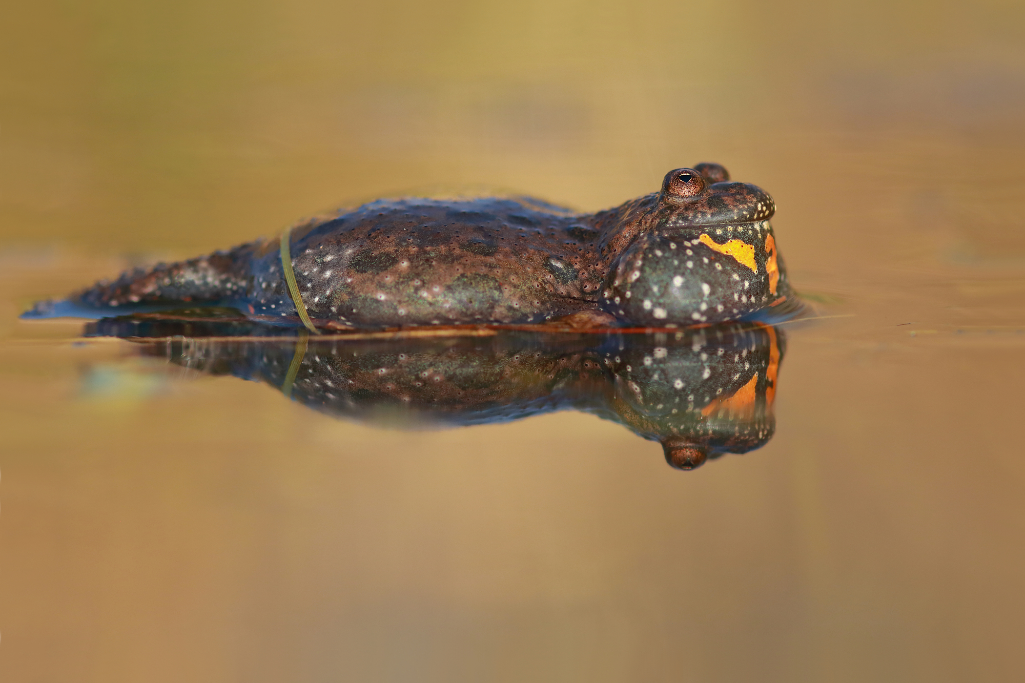 Kochánovické kuňkání 2026