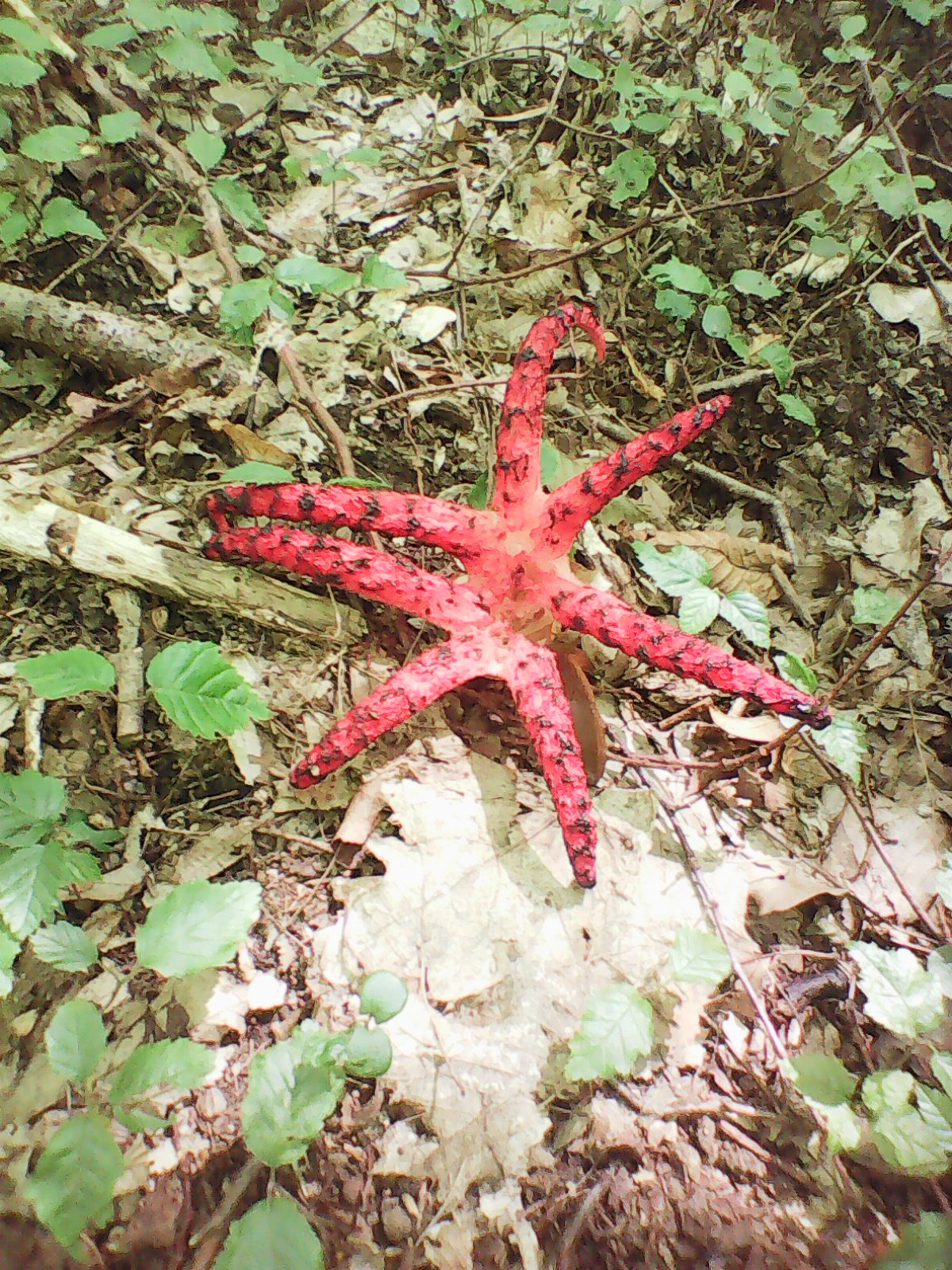 květnatec Archerův (Clathrus archeri), Foto: Ondřej Dočkal